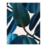 Ficus Elastica 2 (Print Only) thumbnail