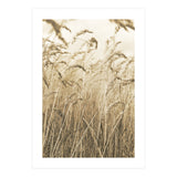 Grass (Print Only) thumbnail