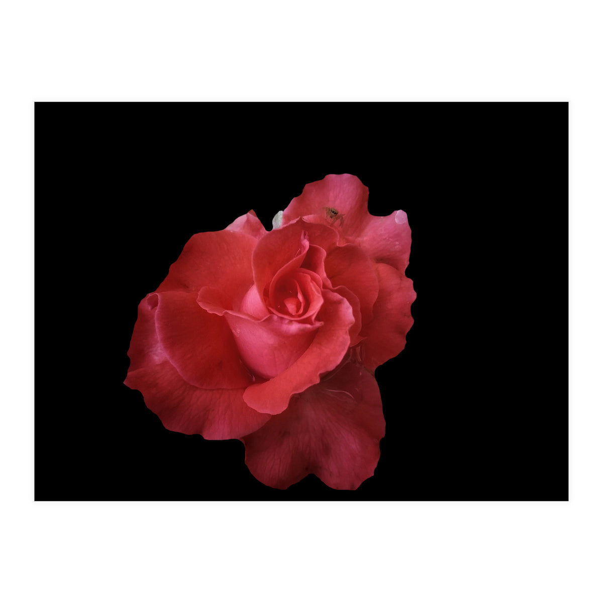 Coral Rose (Print Only)