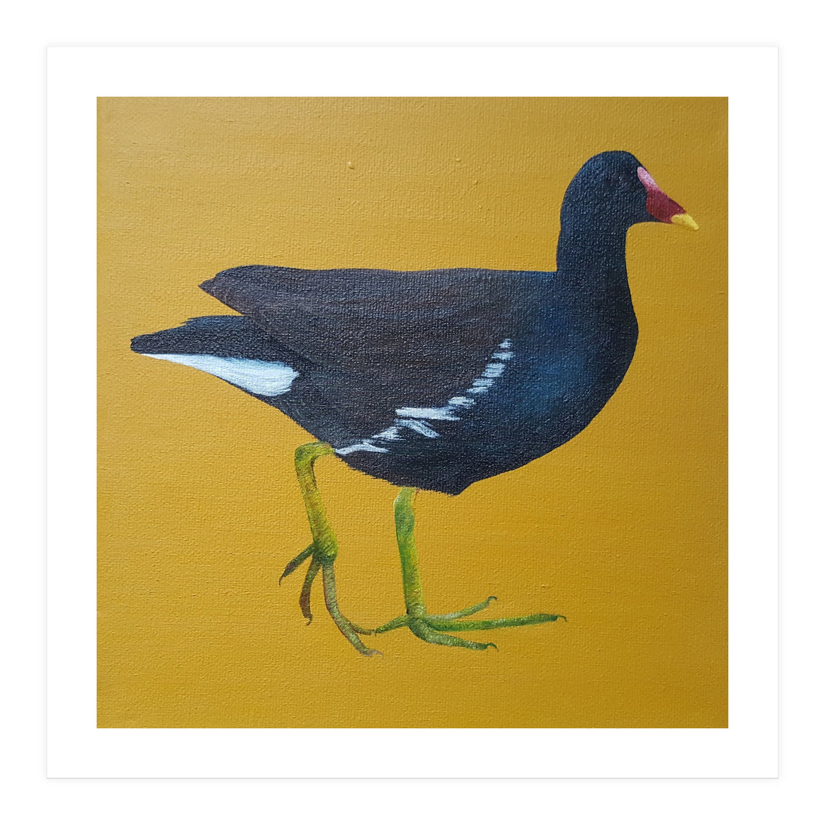 Moorhen (Print Only)