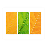 Autumn Leaves (Print Only) thumbnail