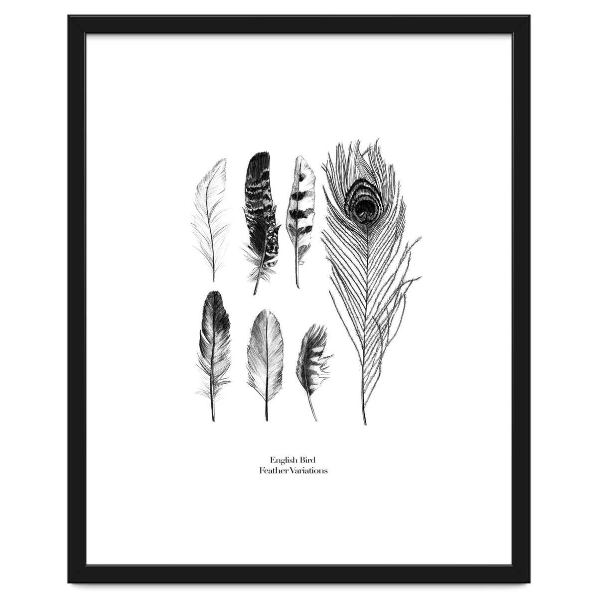 English Feather Variations