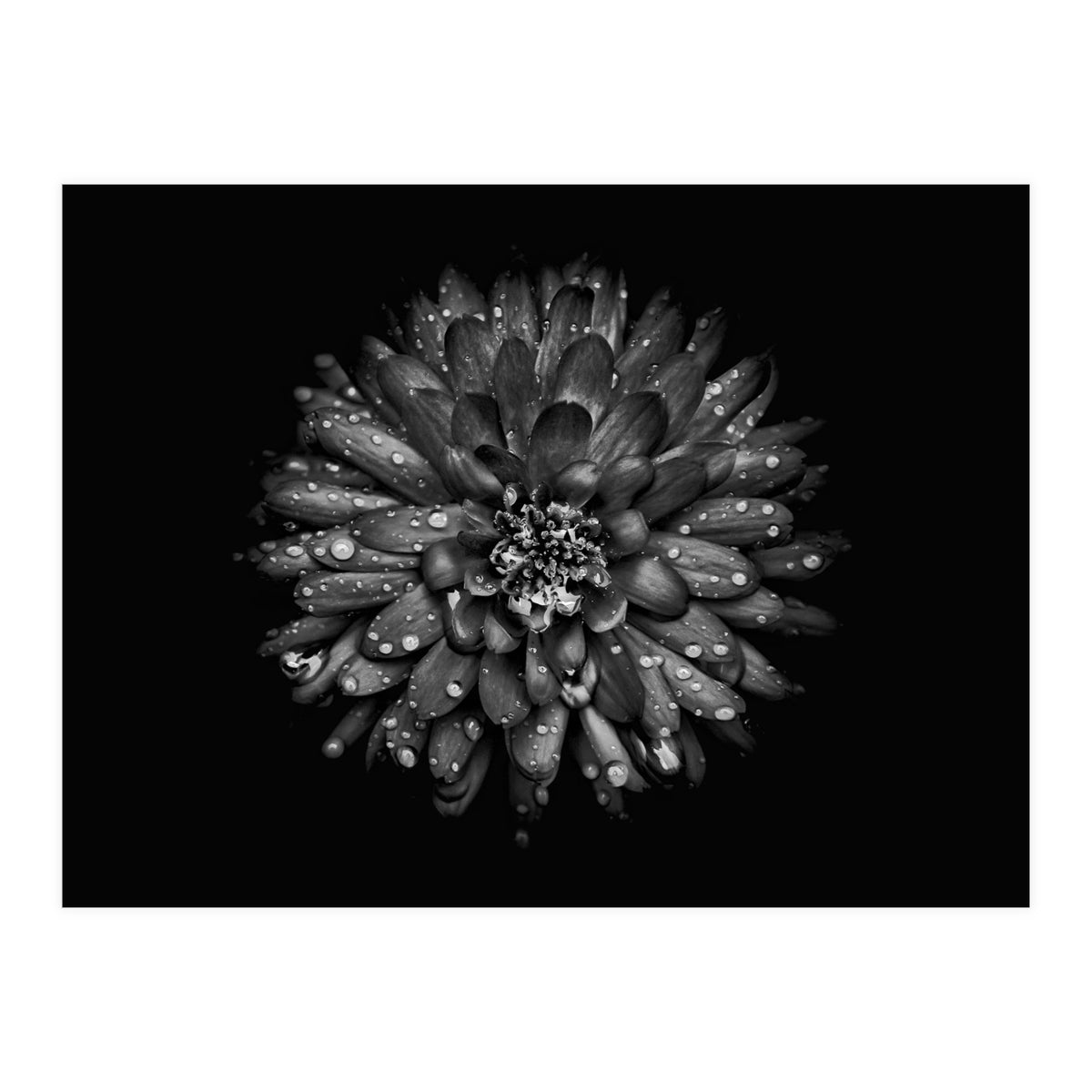 Backyard Flowers In Black And White No 45 (Print Only)