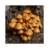 Tree Fungi  (Print Only) thumbnail