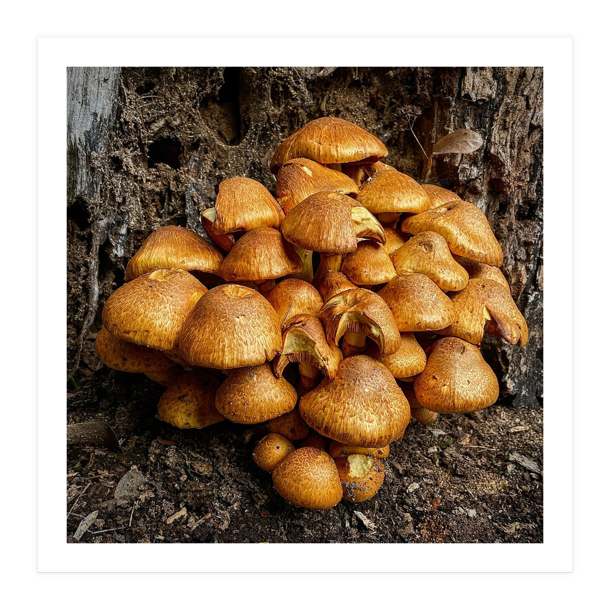 Tree Fungi  (Print Only)
