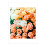 Garden Song (Print Only) thumbnail