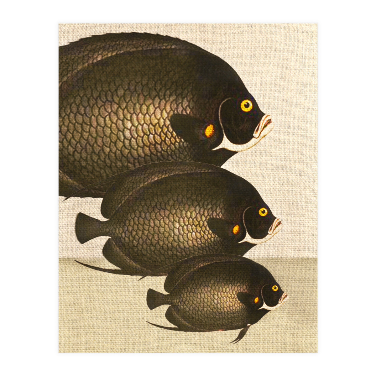 Fish Classic Designs 11 (Print Only)