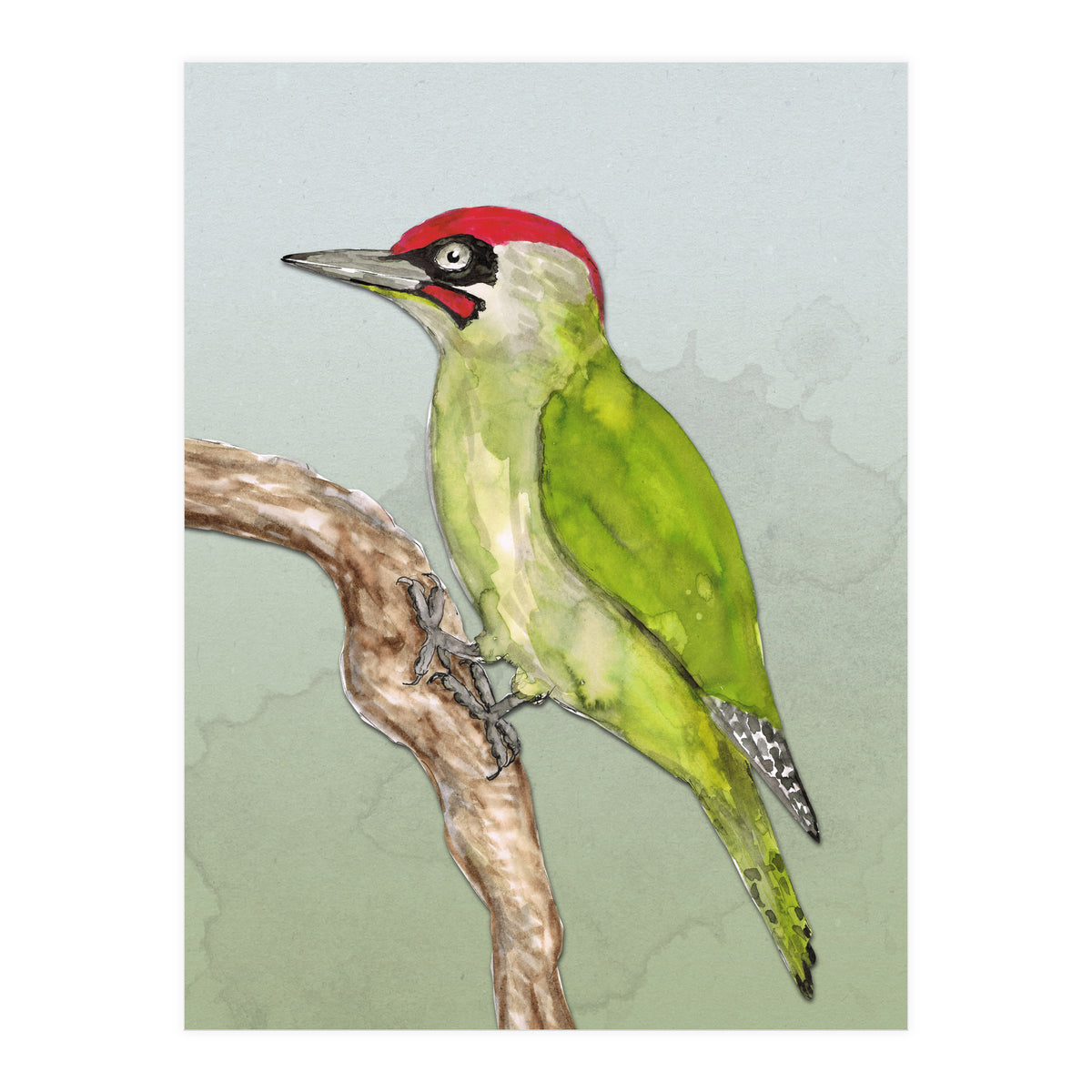 Green woodpecker (Print Only)