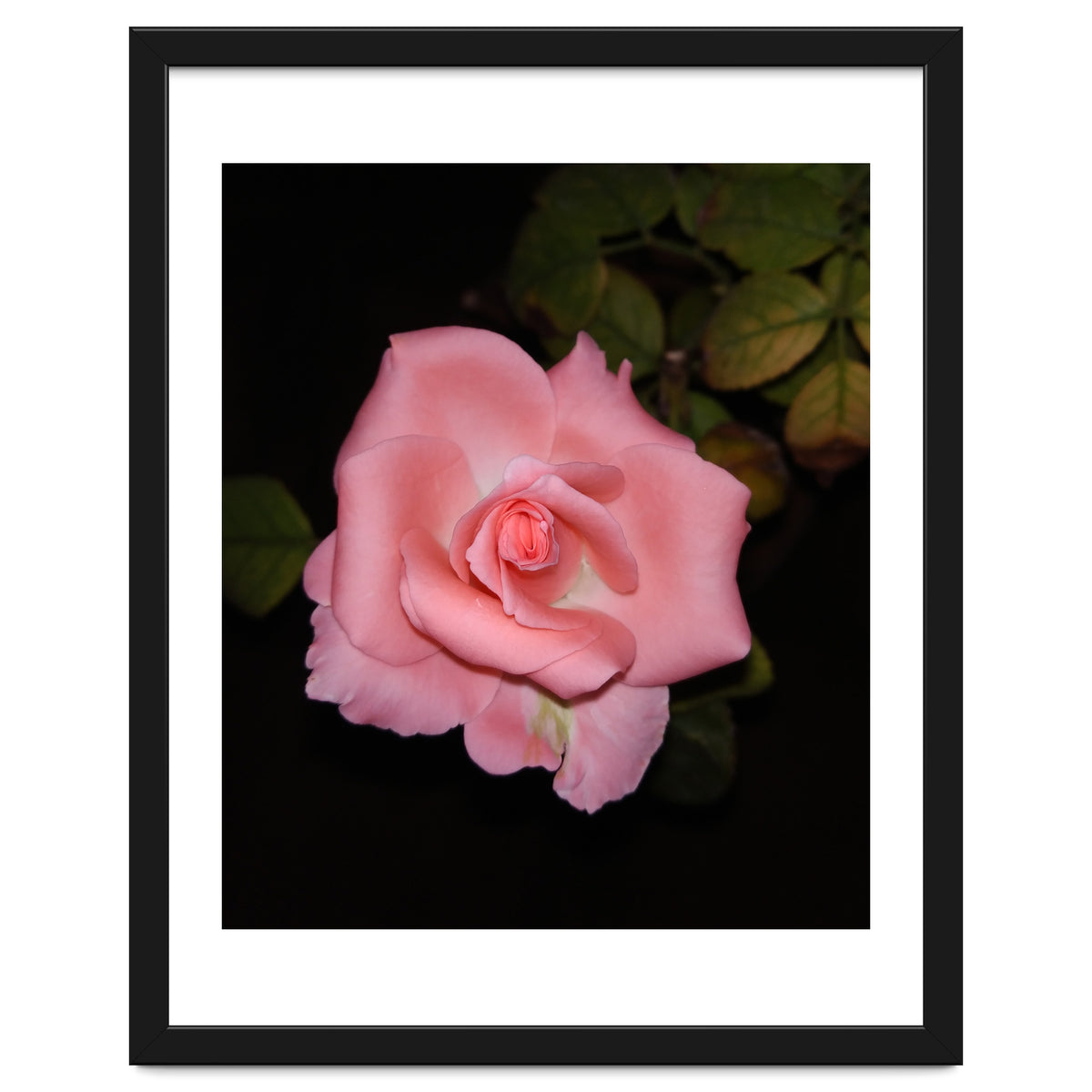 Pink Rose Floral