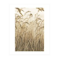 Grass (Print Only)