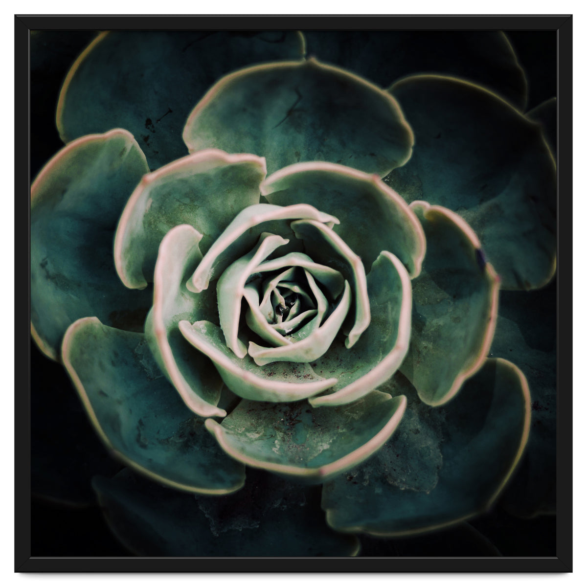 DARKSIDE OF SUCCULENTS IV-A