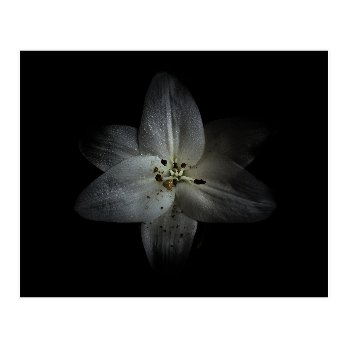 Backyard Flowers No 28 Color Version (Print Only)