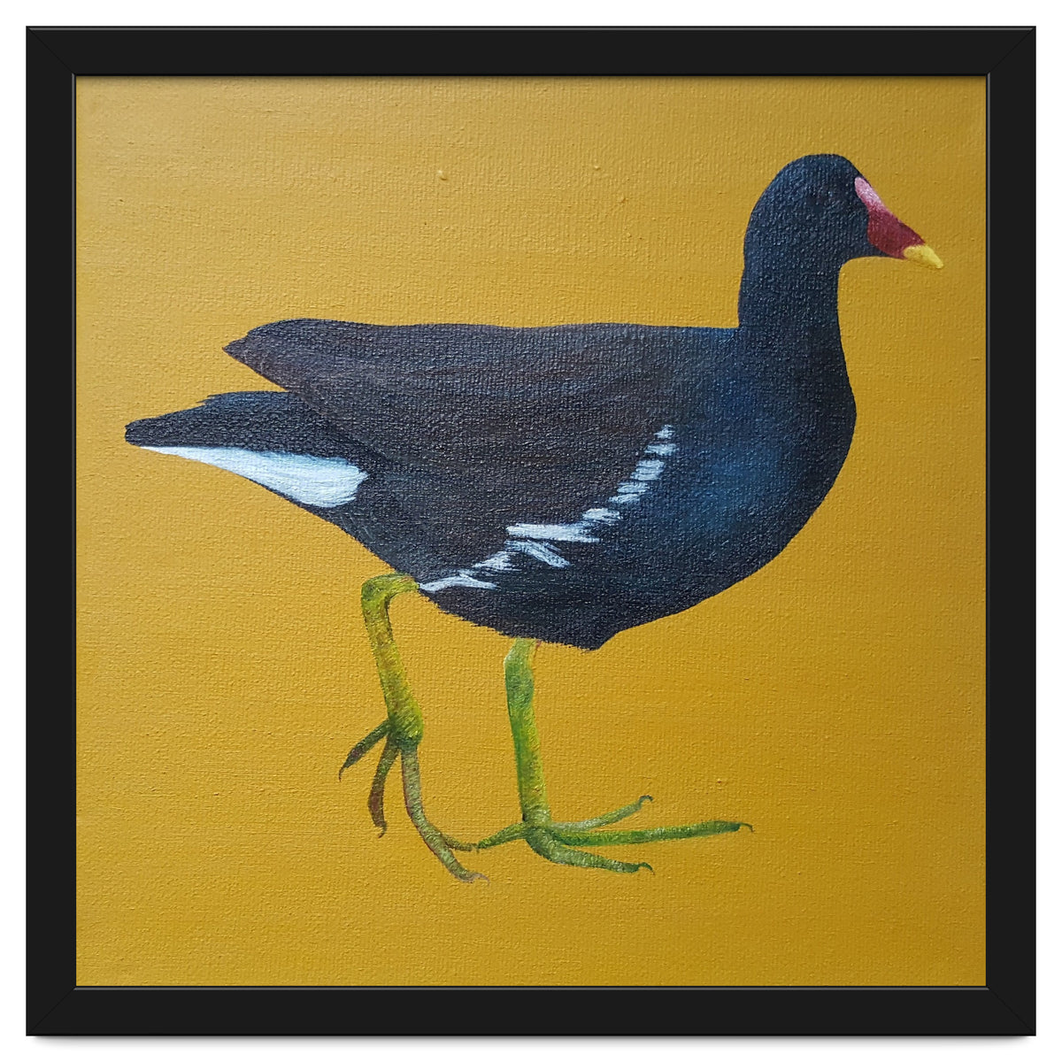 Moorhen