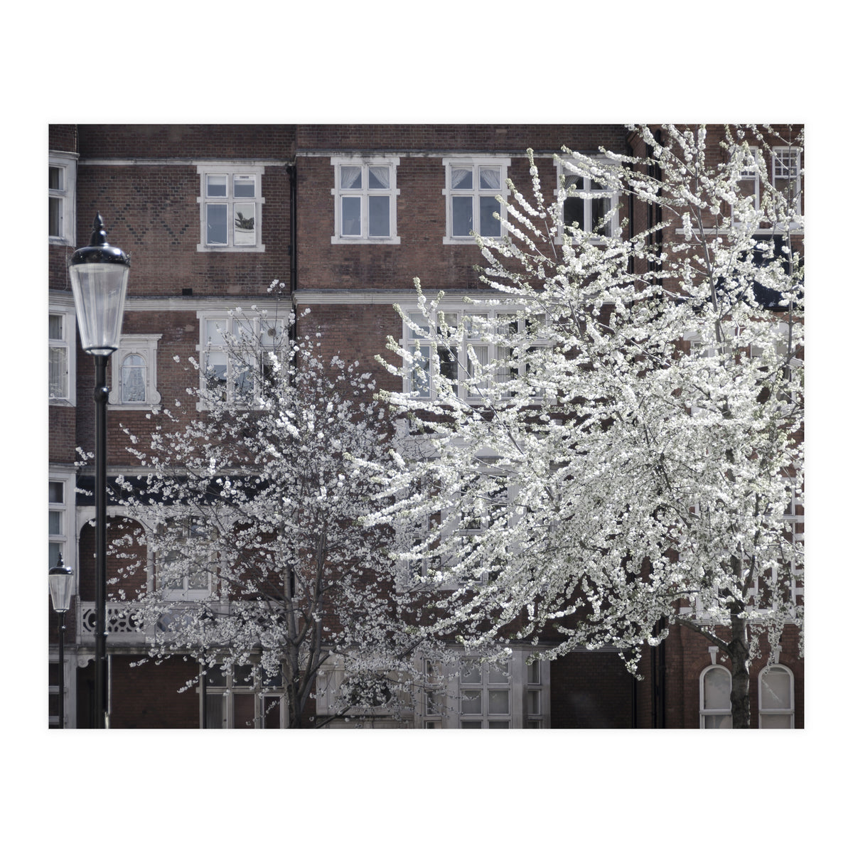 Chelsea Spring  (Print Only)