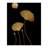 Moonshine Dancers Gold (Print Only) thumbnail