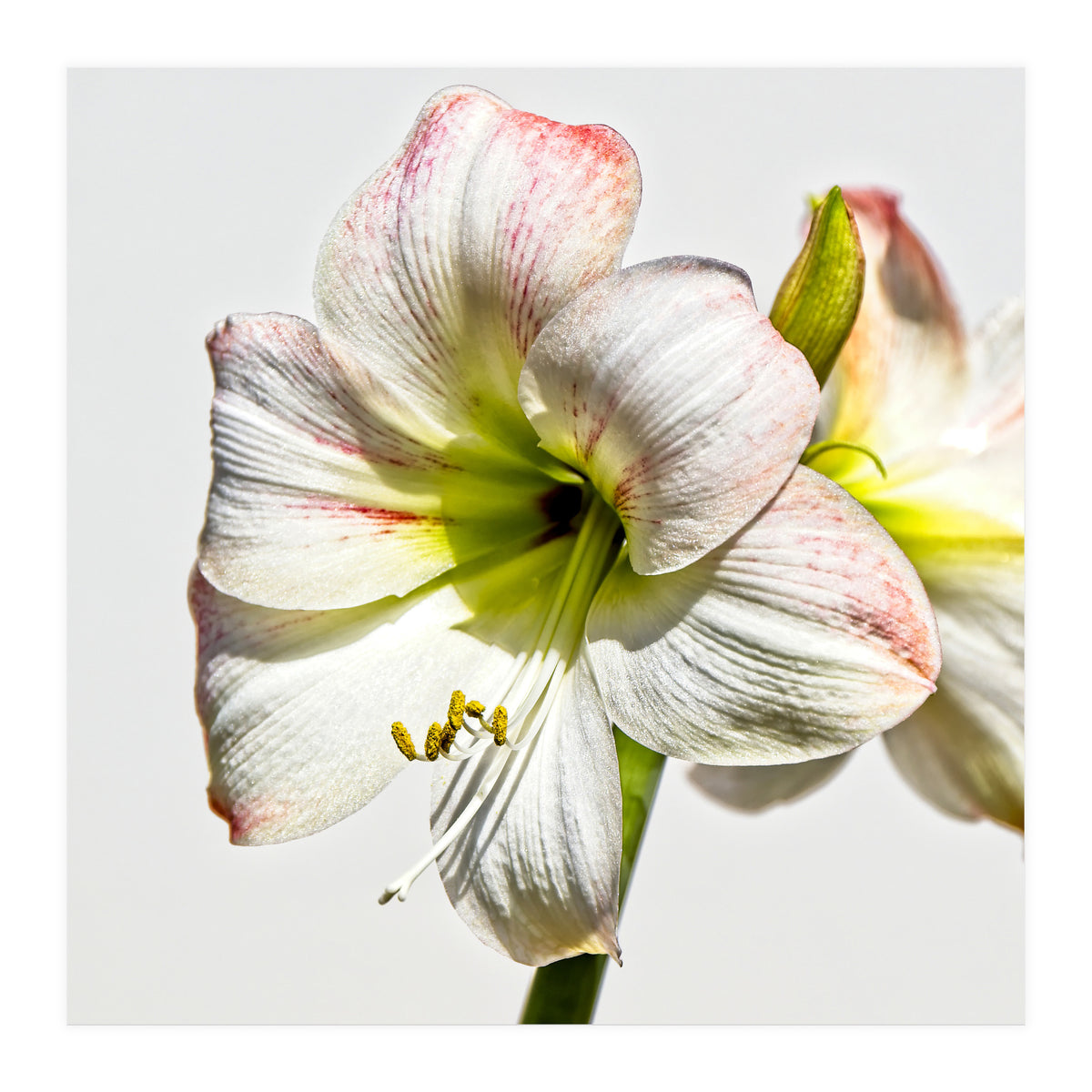 Amaryllis 1 (Print Only)