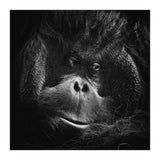 Orang-Utang (Print Only) thumbnail