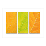 Autumn Leaves (Print Only) thumbnail