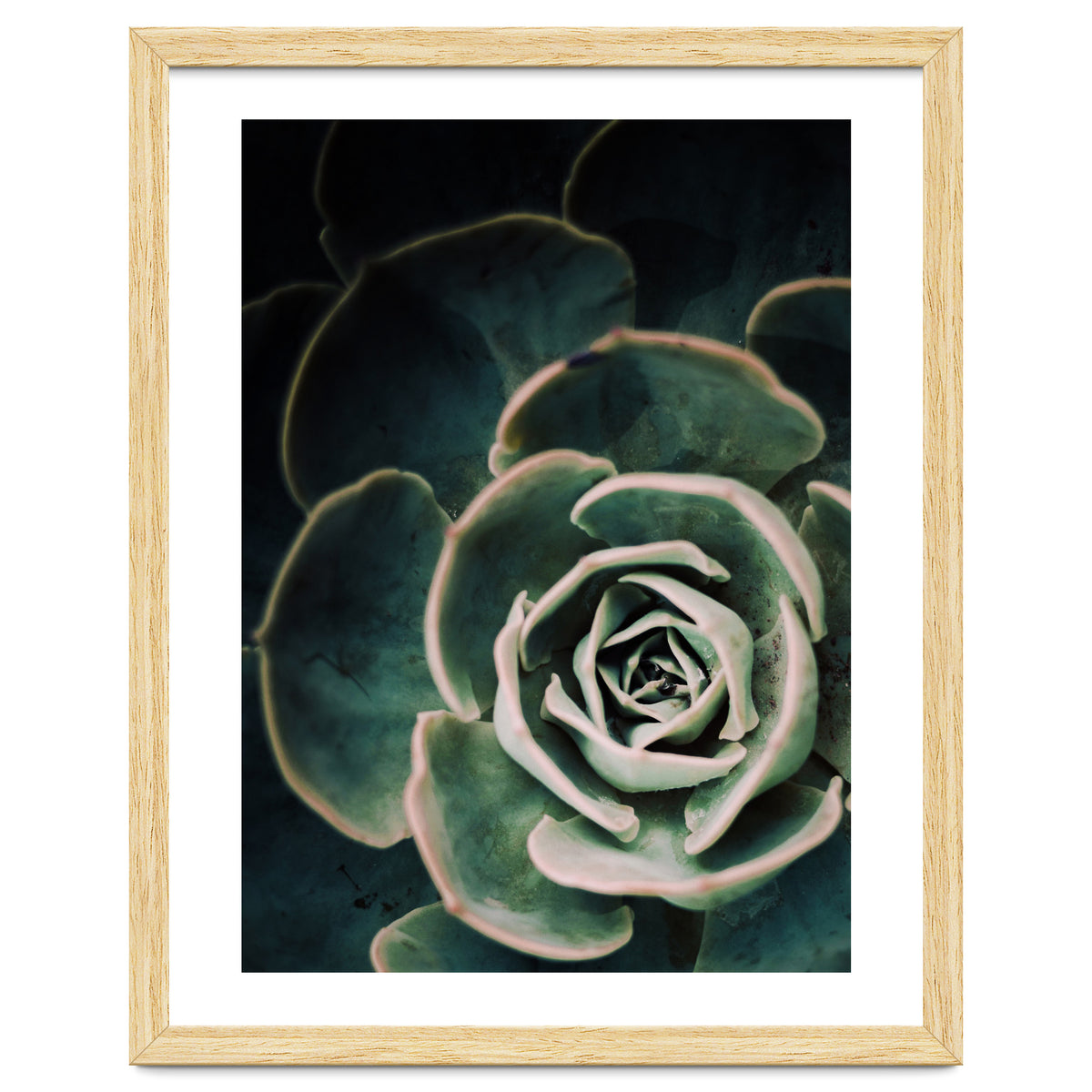 Darkside Of Succulents 4-D