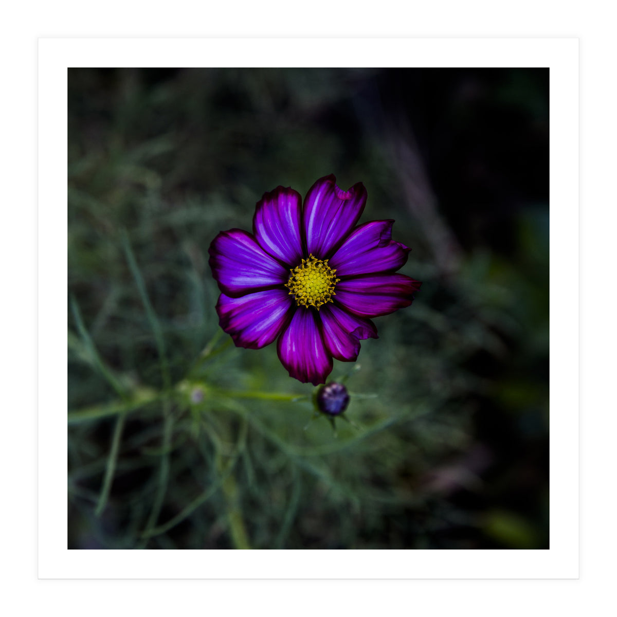 Floral autumn (Print Only)