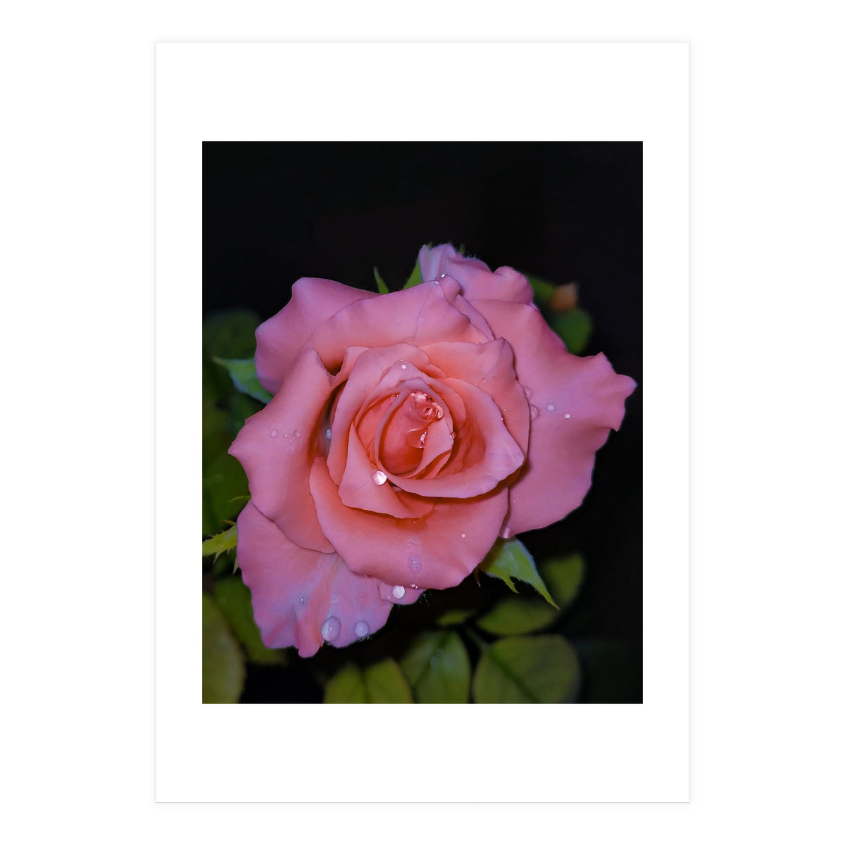 Pink Dew Rose (Print Only)