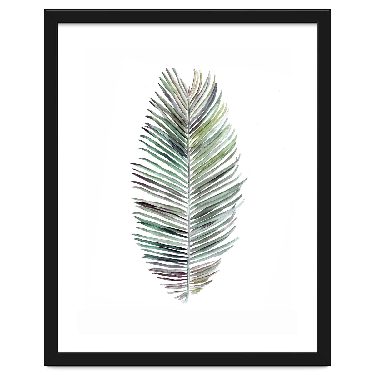 Botanical Illustration Cocos Palm