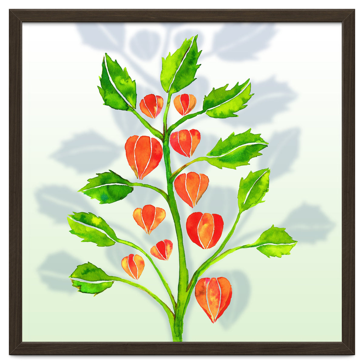 Physalis
