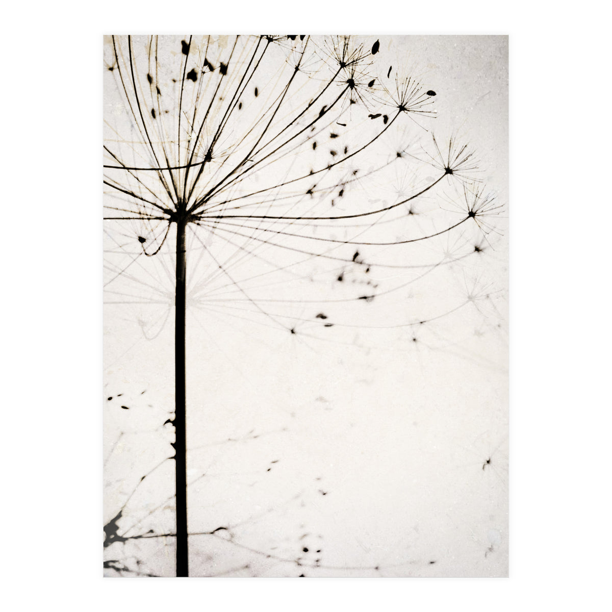 Herbstblume (Print Only)