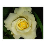 Blooming White Rose (Print Only) thumbnail