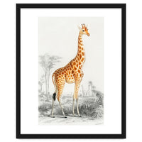 Giraffe illustration