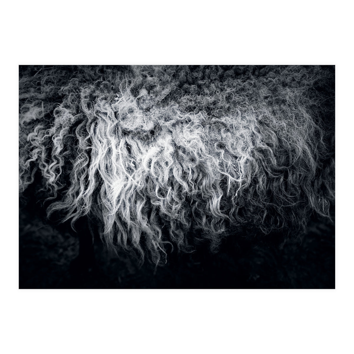 the sheep (Print Only)