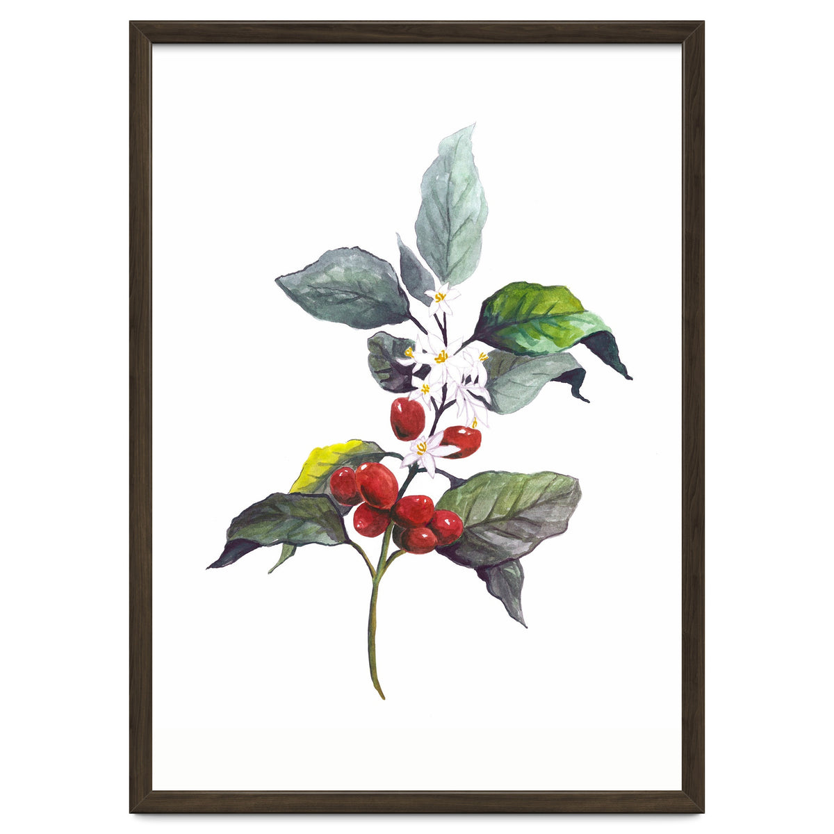 1 Botanical Illustration Kaffee Pflanze