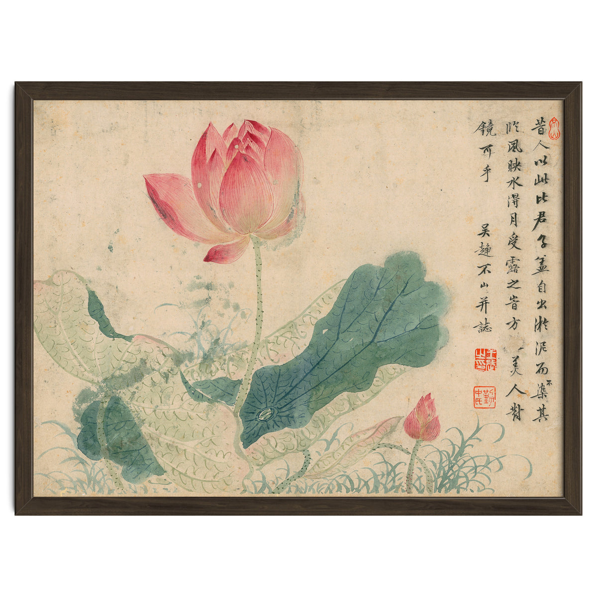 Qing Wangwu Flower album, lotus, lotus leaf, pond, copy of water grass