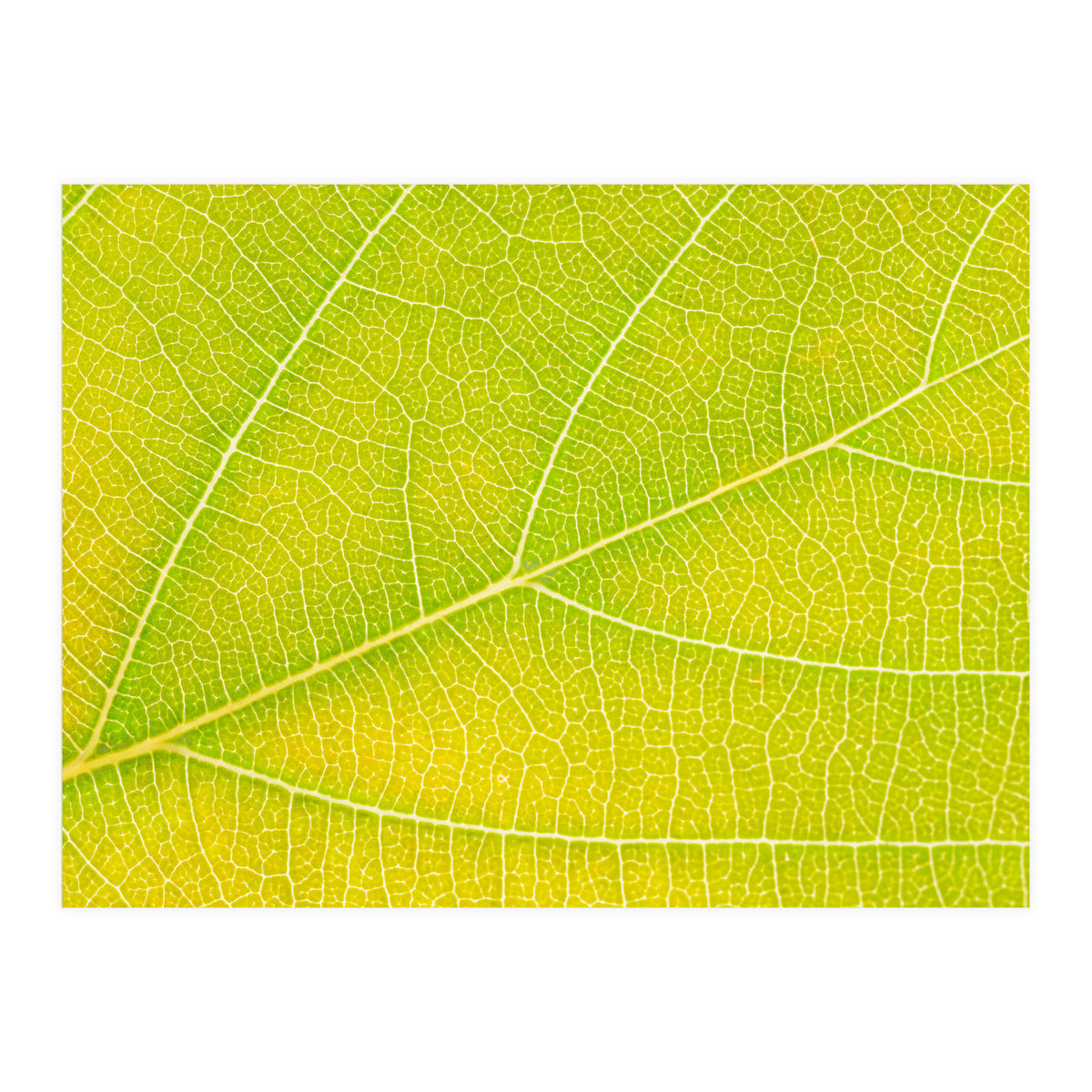 Autumn Leaf (Print Only)