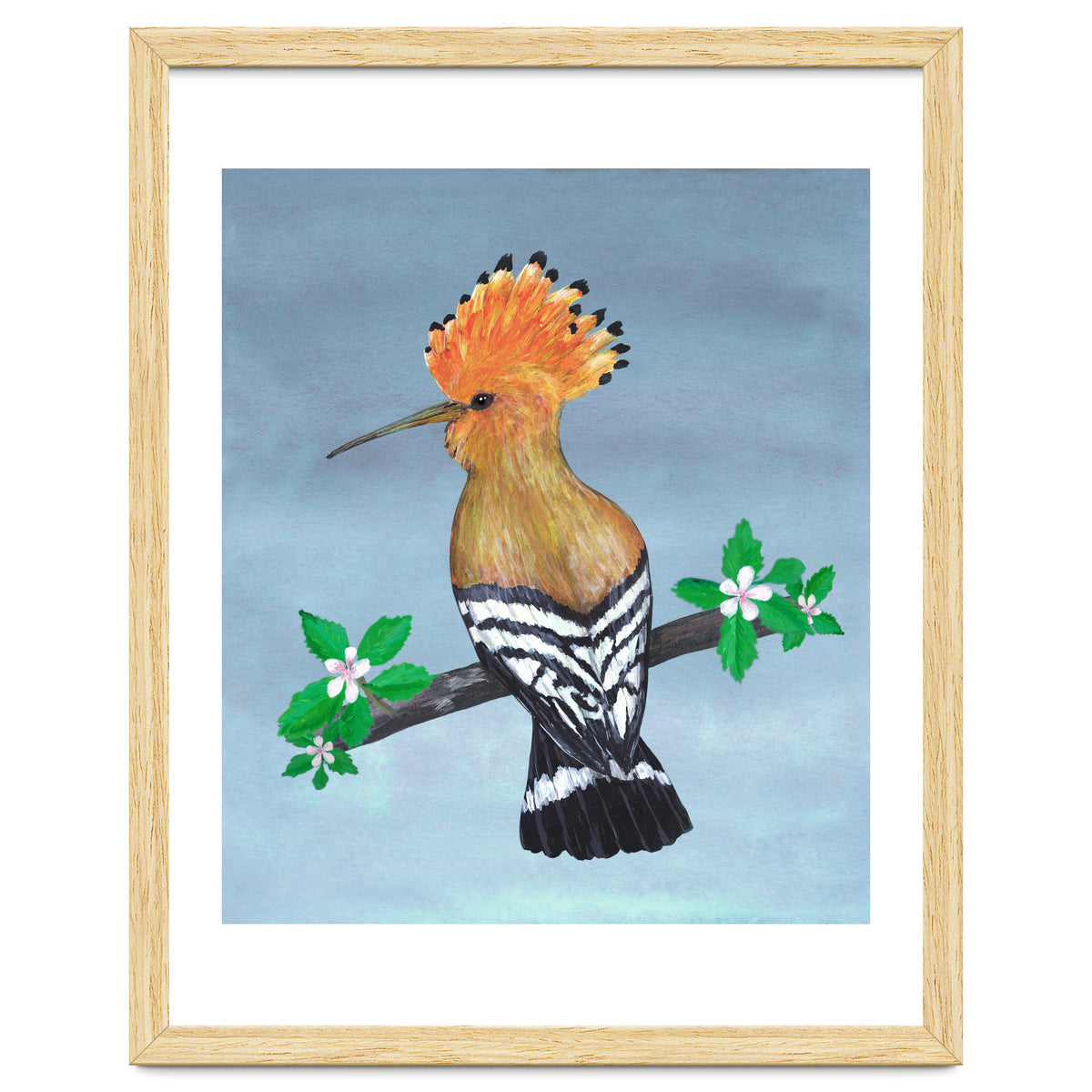 Hoopoe bird