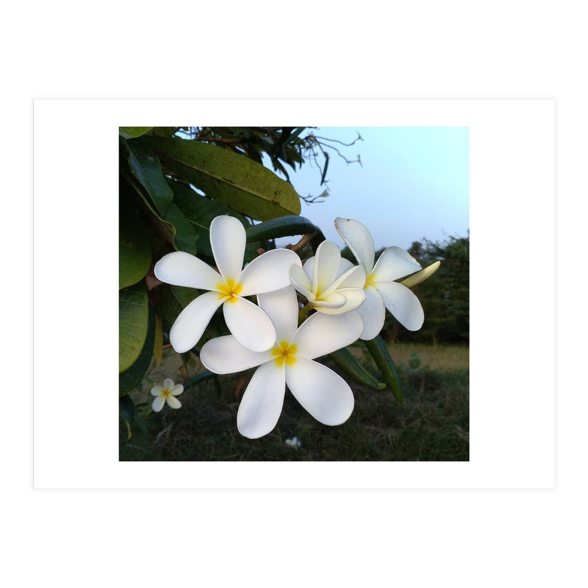 Frangipani (Print Only)