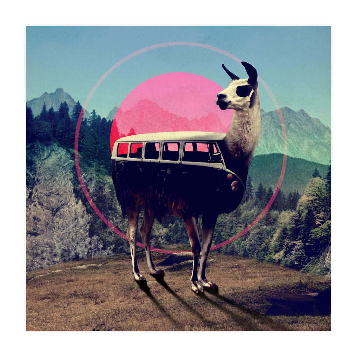 Llama (Print Only)