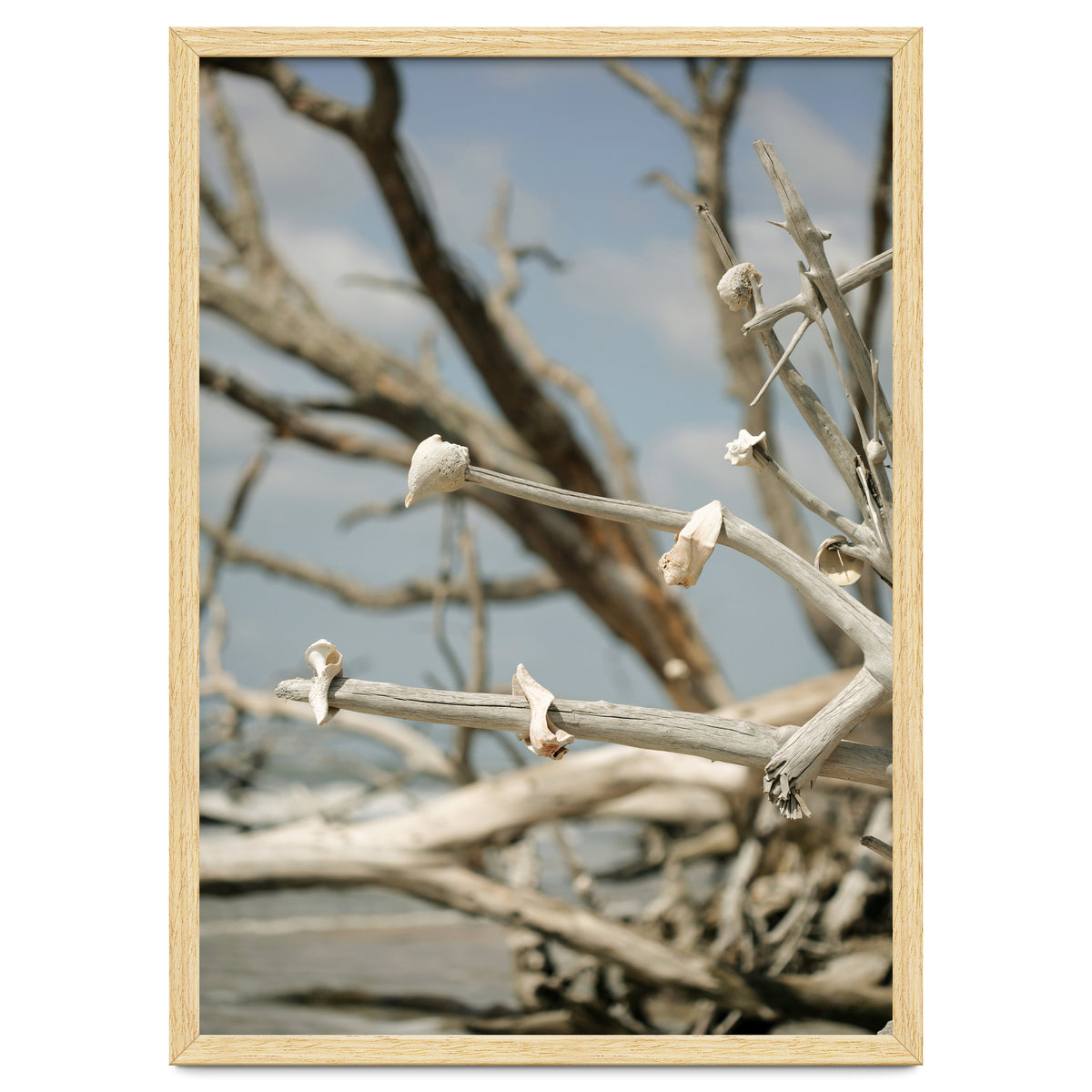 Seashells And Driftwood