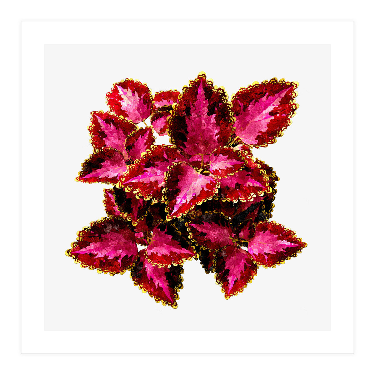 Indian Coleus (Print Only)