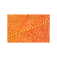 Autumn Leaf (Print Only)