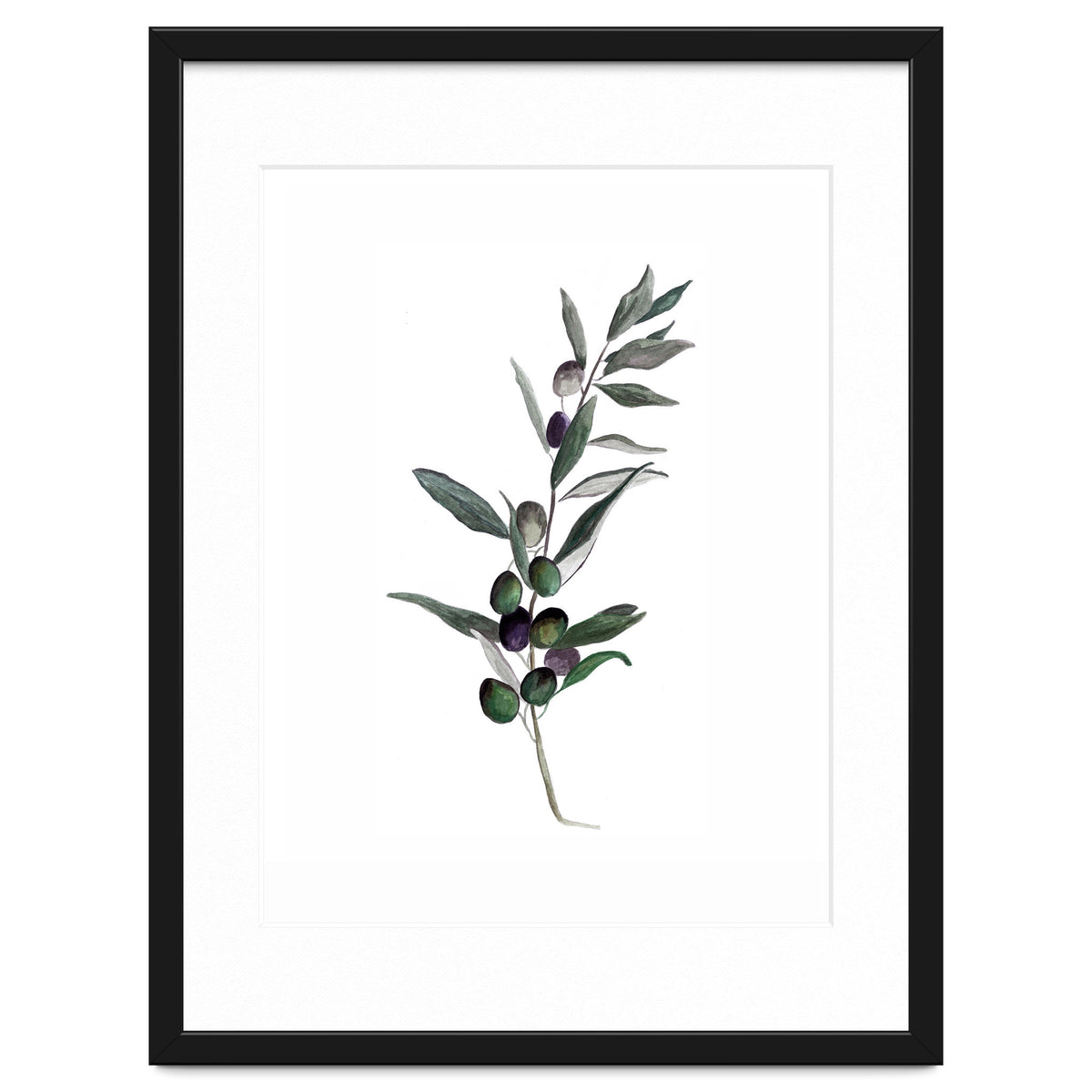 Botanical Illustration Olive