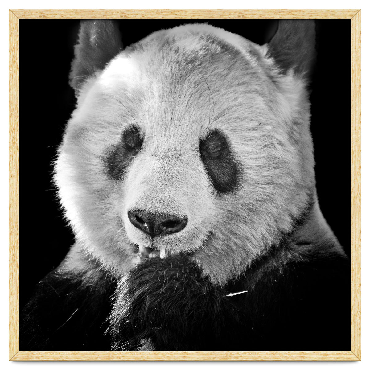 Great Panda
