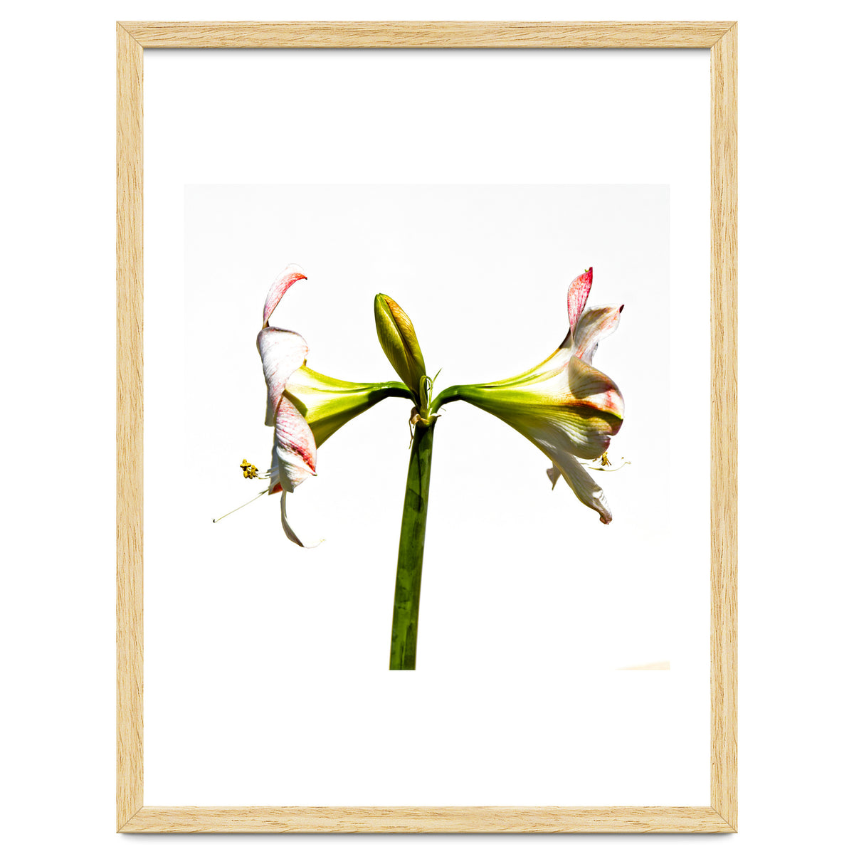 Amaryllis 3