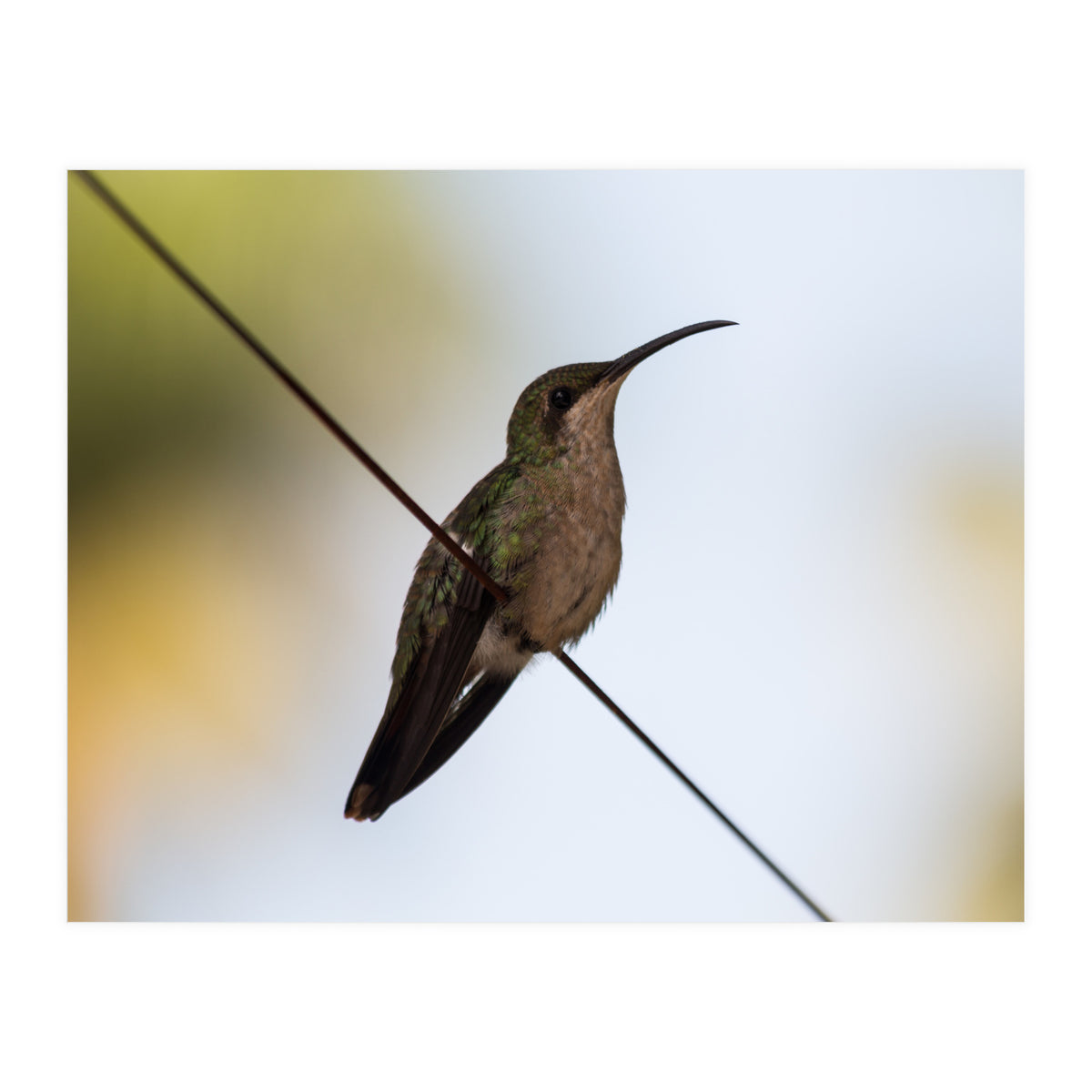 Colibri from Haïti (Print Only)