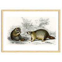 Raccoon illustrated