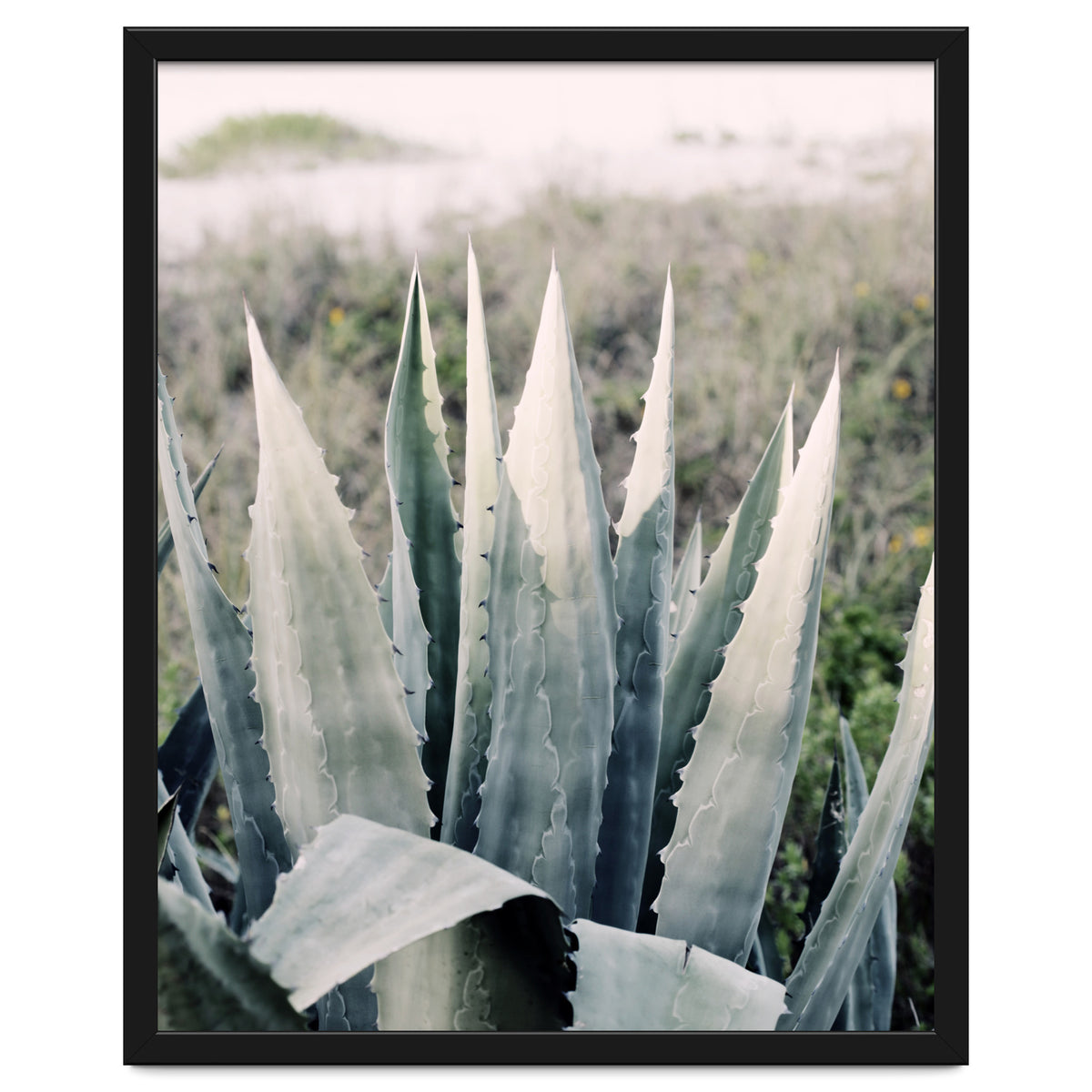 Pale Agave