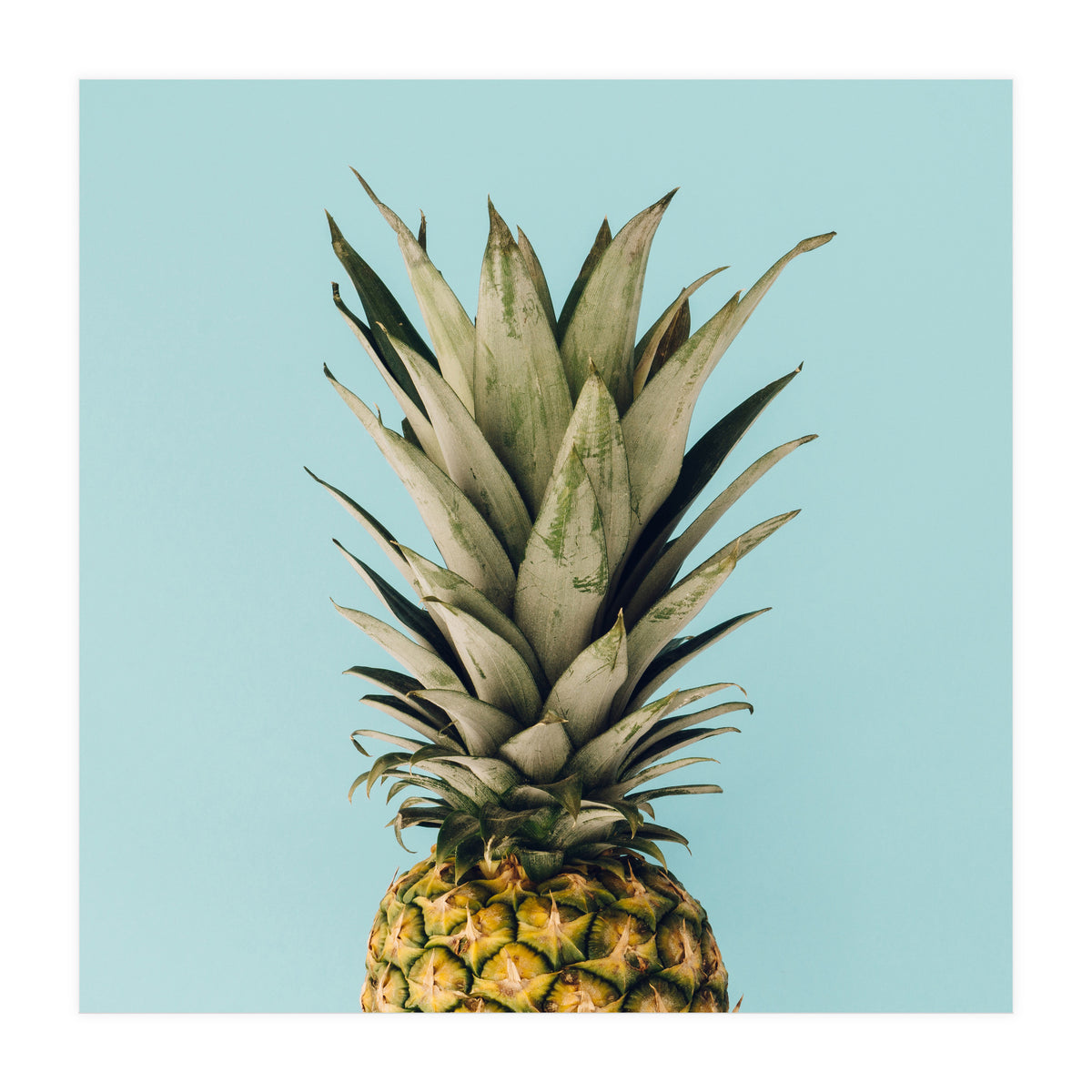 Pineapple On Blue Background (Print Only)