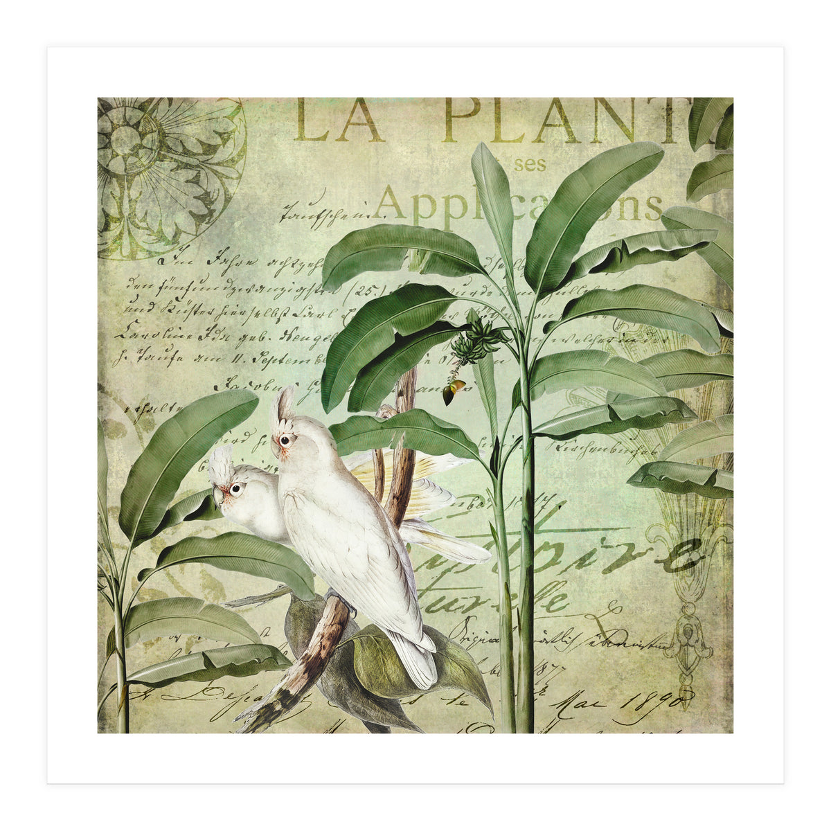 Nostalgic Cockatoo  (Print Only)