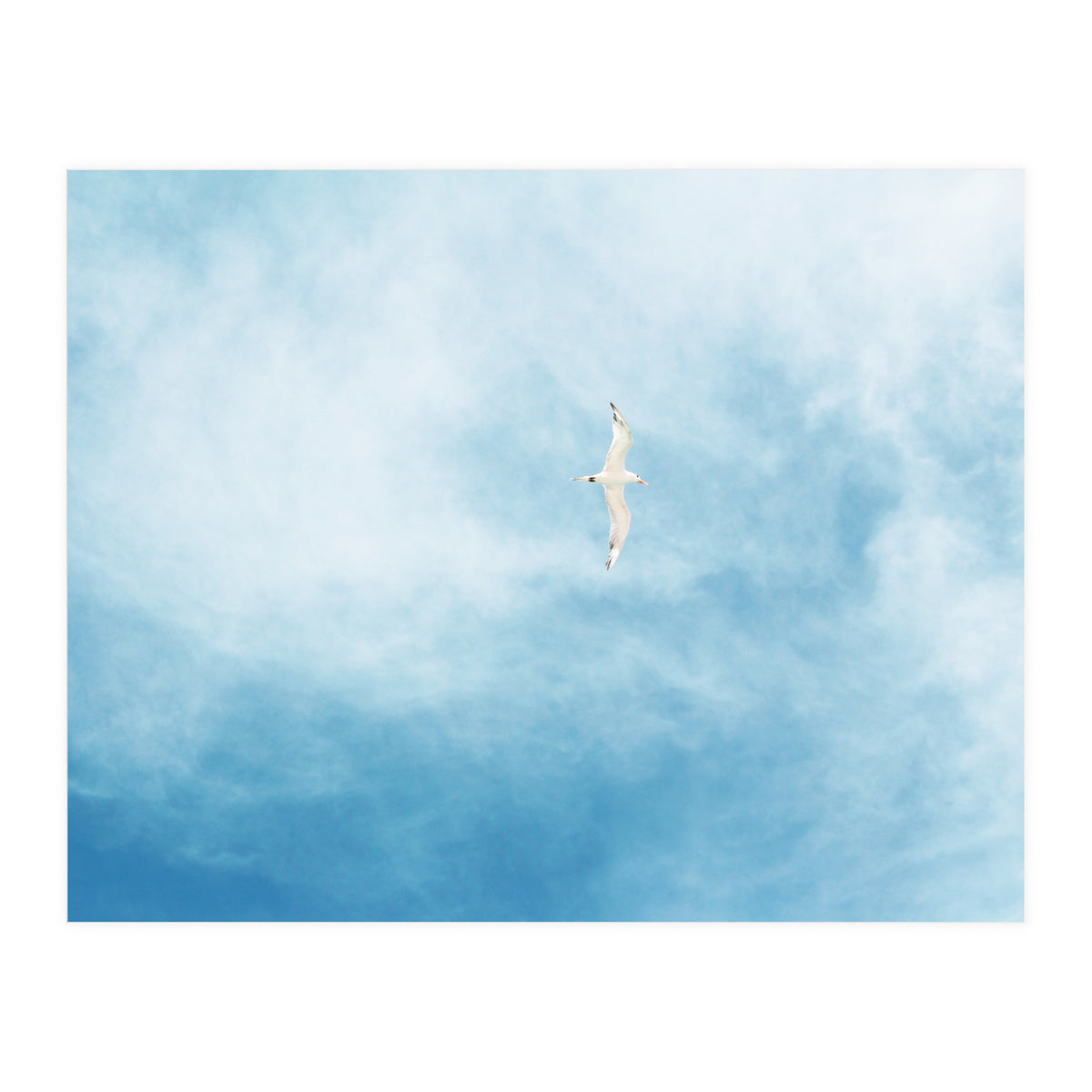 Seagull (Print Only)