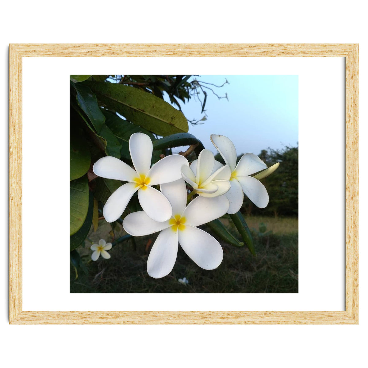 Frangipani